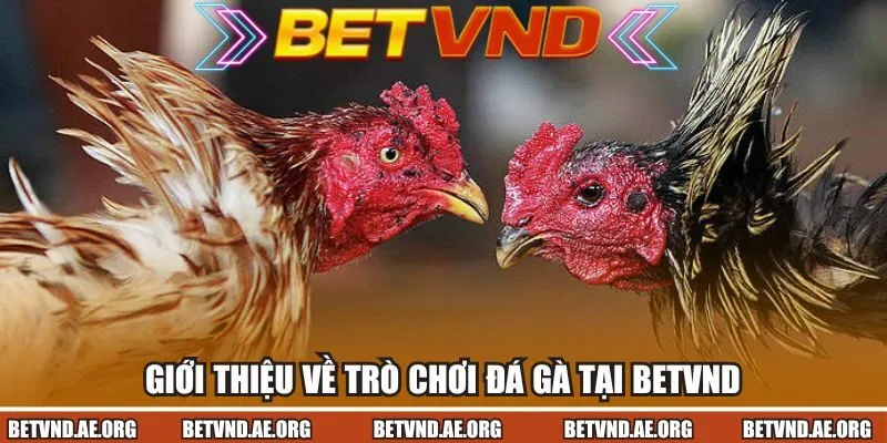 Giới thiệu về trò chơi đá gà tại Betvnd