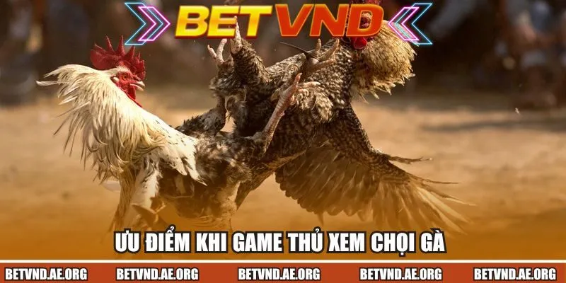 Ưu điểm khi game thủ xem chọi gà tại nhà cái